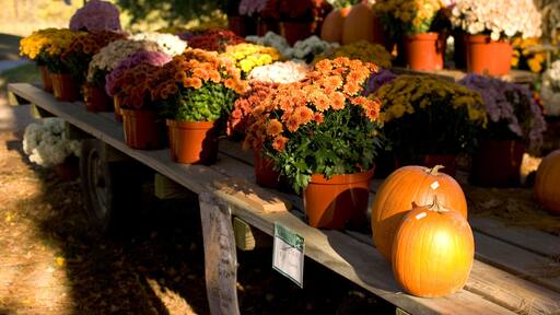 Chrysanthemums and pumpkins for sale at a farm stand near Woodstock, Connecticut.
