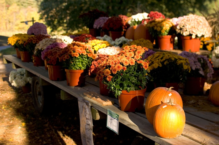 A variety of potted flowers and pumpkins on a wooden table in an outdoor setting.