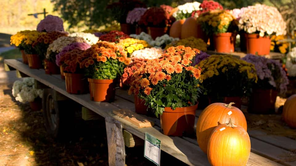 Chrysanthemums and pumpkins for sale at a farm stand near Woodstock, Connecticut.
