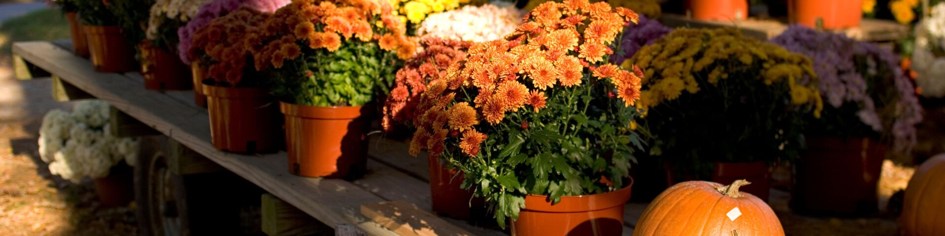 Chrysanthemums and pumpkins for sale at a farm stand near Woodstock, Connecticut.