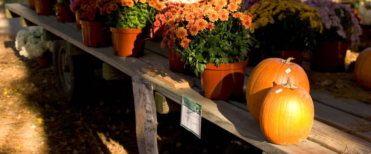 A variety of potted flowers and pumpkins on a wooden table in an outdoor setting.