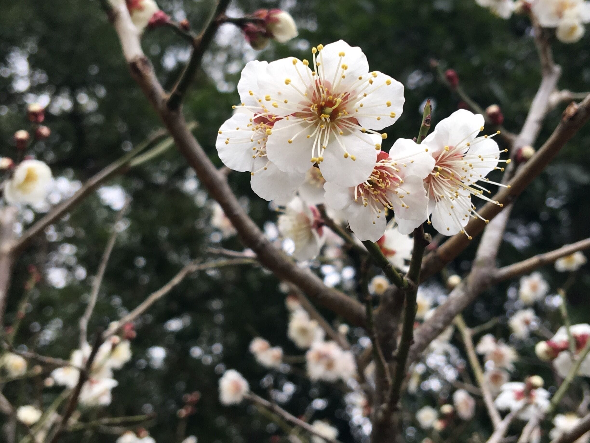 These were trees on exchange program from China some 10 years ago. 

Beautiful!