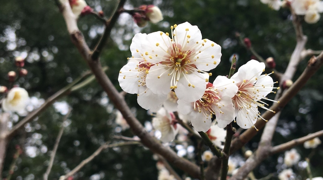 These were trees on exchange program from China some 10 years ago.
Beautiful!