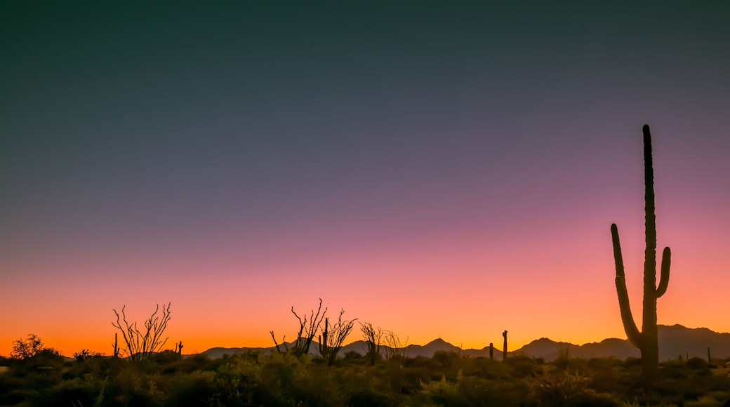 Arizona deserts are home to many different types of cacti. Silhouettes that show the different shapes of these Southwest USA beauties are pictured against setting sun backdrop in these nature photos