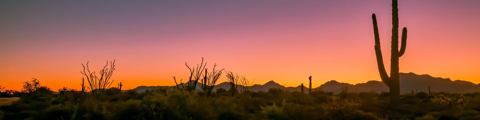 Arizona deserts are home to many different types of cacti. Silhouettes that show the different shapes of these Southwest USA beauties are pictured against setting sun backdrop in these nature photos