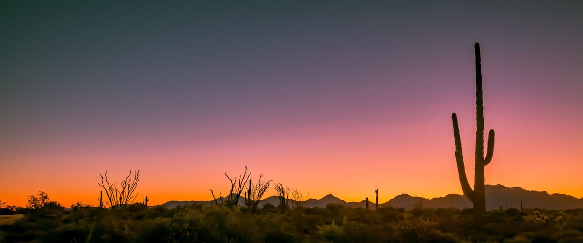A desert landscape with a prominent cactus and mountains in the background during sunset.