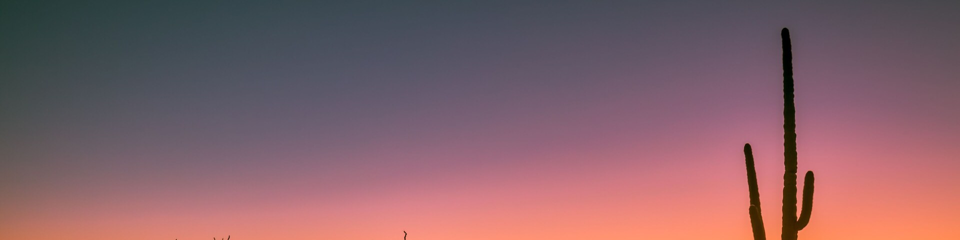 A desert landscape with a prominent cactus and mountains in the background during sunset.