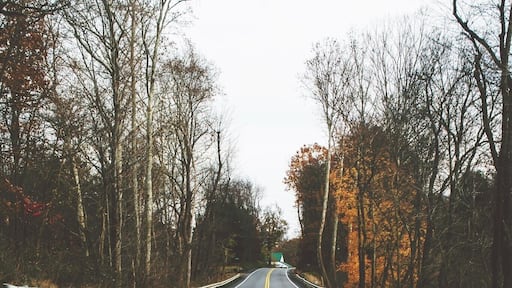 The road most traveled.