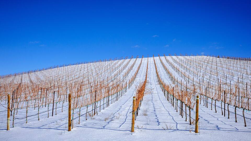 USA, Washington State, Zillah. Winter snow on vineyard in Yakima Valley.