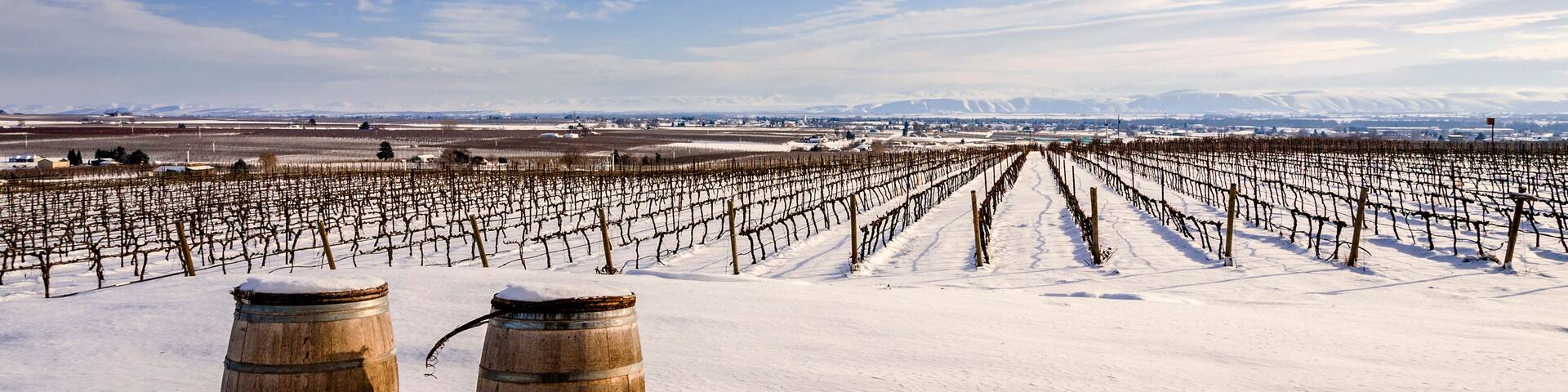 A vineyard in a snowy landscape with two wooden barrels in the foreground.
