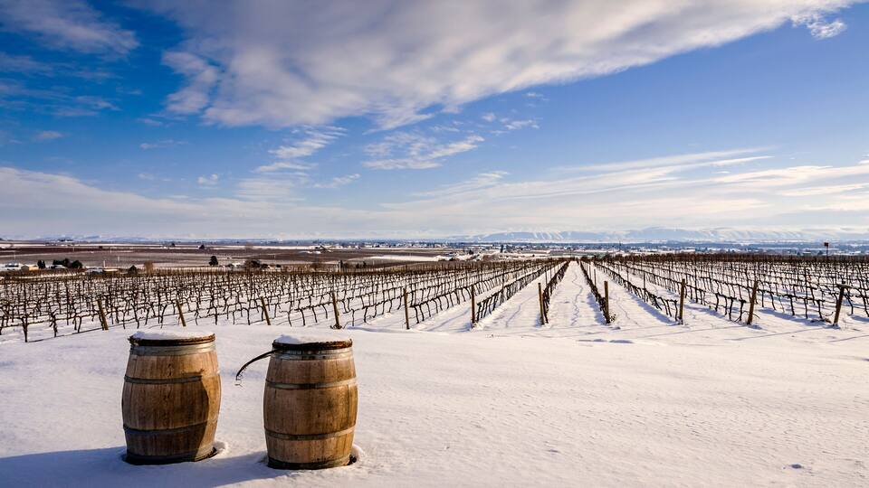 USA, Washington State, Zillah. Winter snow on vineyard in Yakima Valley.