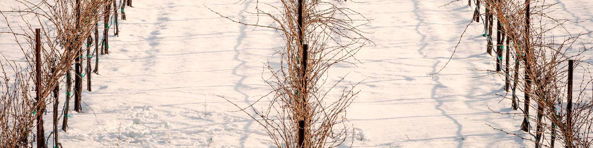 USA, Washington State, Zillah. Winter snow on vineyard in Yakima Valley.