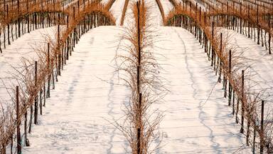 USA, Washington State, Zillah. Winter snow on vineyard in Yakima Valley.