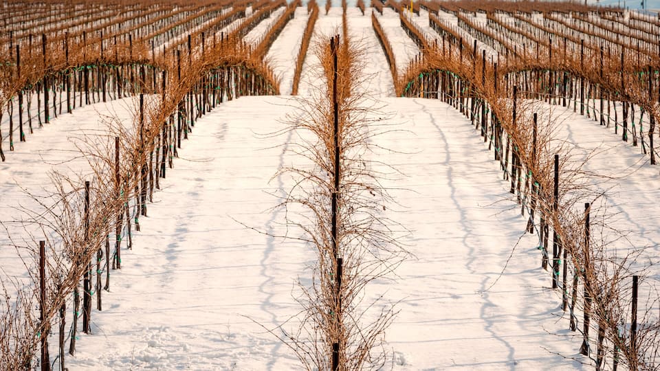 USA, Washington State, Zillah. Winter snow on vineyard in Yakima Valley.