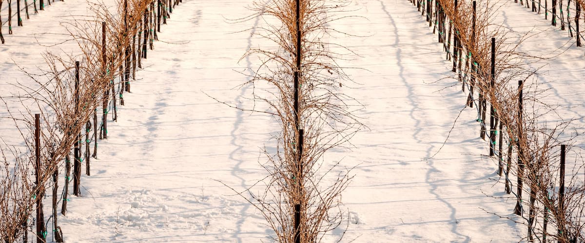 A vineyard with rows of grapevines covered in snow.
