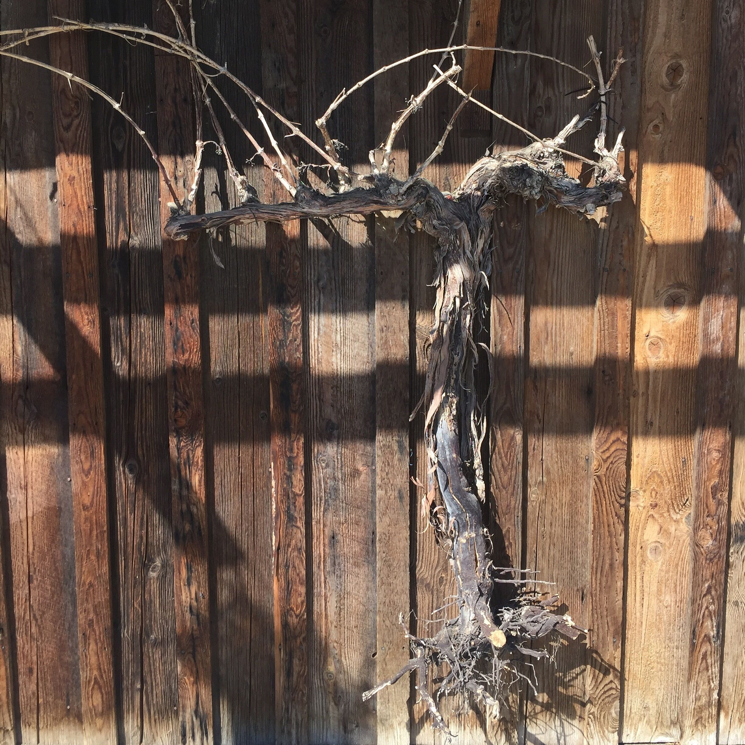 Old Vine Wine Tasting