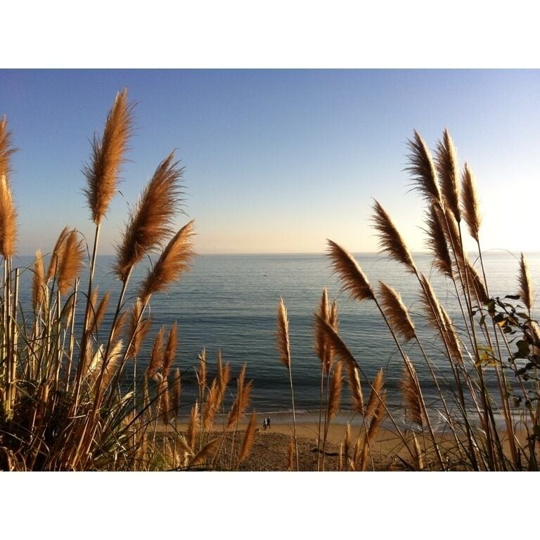 New Brighton Beach State Park - cliffside campsites above the beach. Gorgeous day & typical mild weather for this time of year. #rallyvogey #orangeoctober #gogiants #rallyenchiladas