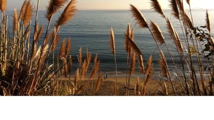 New Brighton Beach State Park - cliffside campsites above the beach. Gorgeous day & typical mild weather for this time of year. #rallyvogey #orangeoctober #gogiants #rallyenchiladas