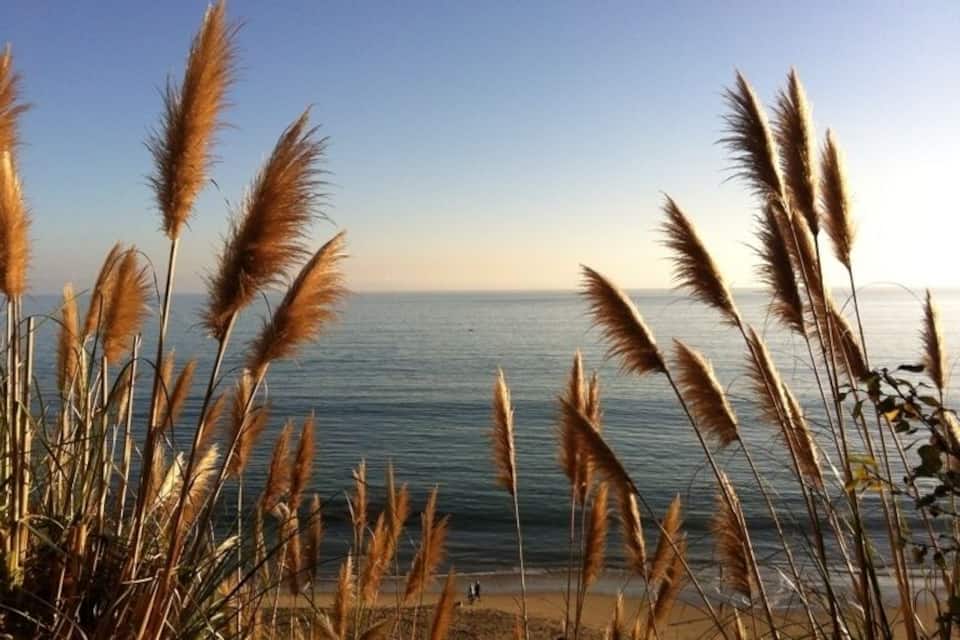 A beach with tall grasses in the foreground and a calm sea in the background.