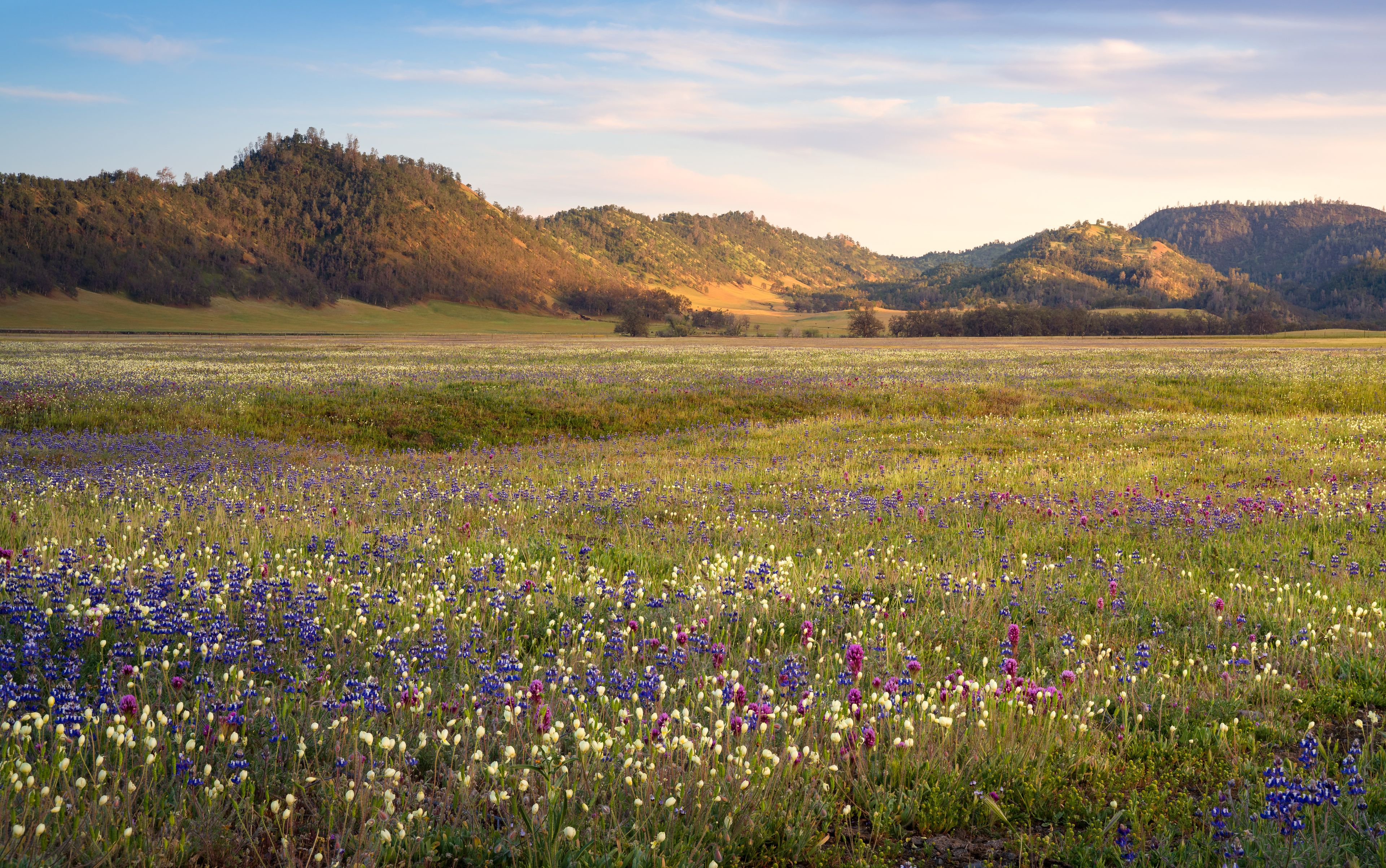 A photo of the 2022 wildflower bloom in the Central Valley of California. 