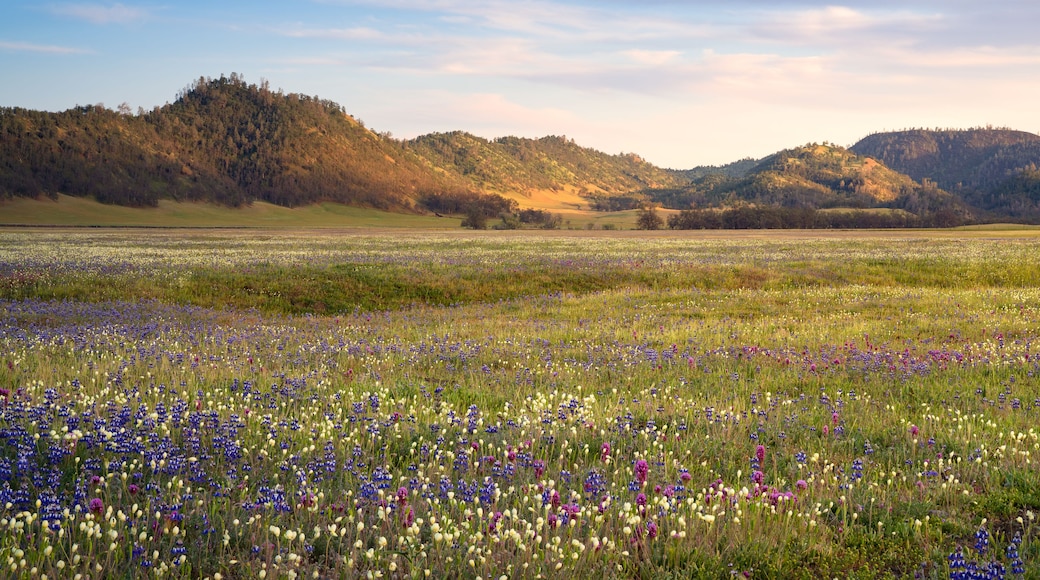 A field of wildflowers with hills in the background.