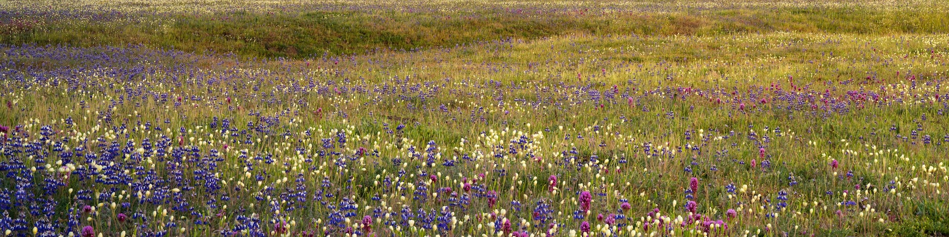 A field of wildflowers with hills in the background.