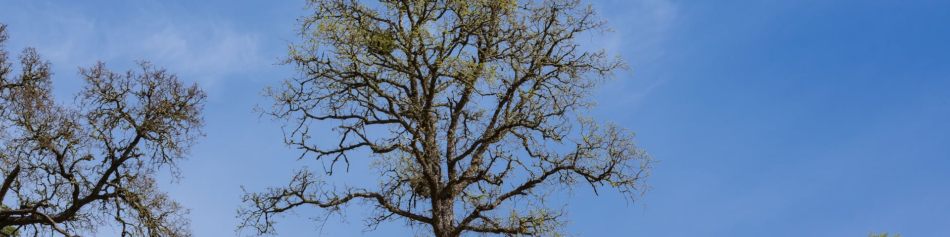 Orange California poppy flower field with oak tree and fence near Mokelumne River
