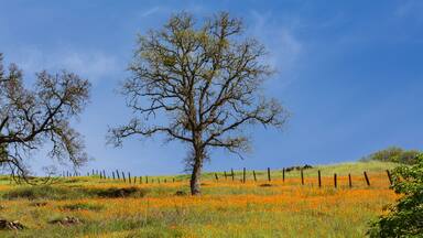 Orange California poppy flower field with oak tree and fence near Mokelumne River