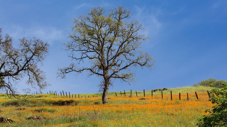 Orange California poppy flower field with oak tree and fence near Mokelumne River