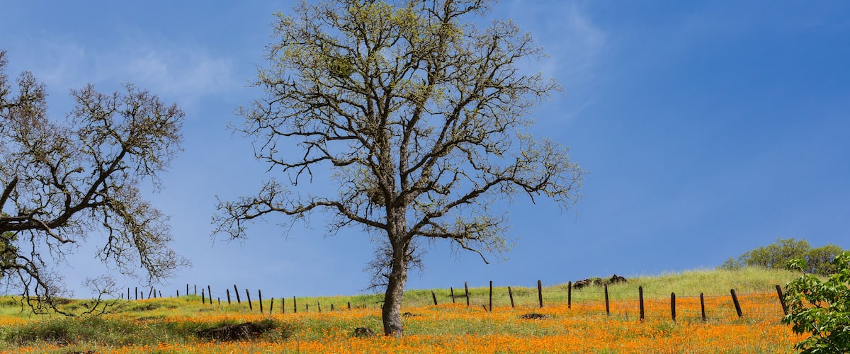 Orange California poppy flower field with oak tree and fence near Mokelumne River
