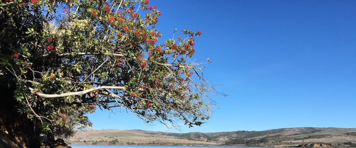 Unusually calm day at beautiful Tomales Bay State Park, Inverness CA.
Nestled in the protected Point Reyes National Seashore and Tomales Bay Area. Lots of hiking, fishing, boating and nature watching.
#HikingTheGlobe
#CAStateParks
#BeachBound