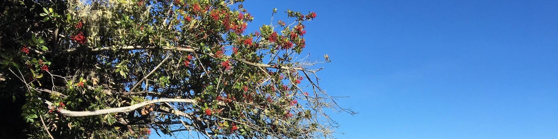 Unusually calm day at beautiful Tomales Bay State Park, Inverness CA.
Nestled in the protected Point Reyes National Seashore and Tomales Bay Area. Lots of hiking, fishing, boating and nature watching.
#HikingTheGlobe
#CAStateParks
#BeachBound