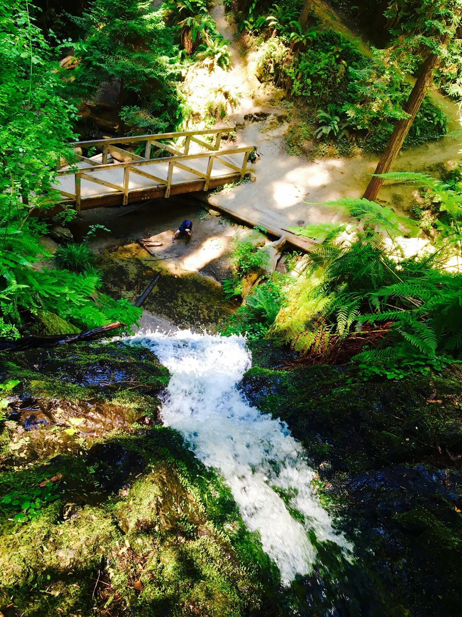 Fern Canyon Trail is a 7.7 mile moderately trafficked loop trail located near Little River, California that features a river and is rated as moderate. The trail is primarily used for hiking, walking, nature trips, and birding and is accessible year-round.