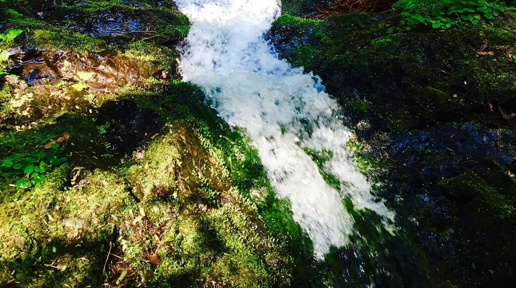 Fern Canyon Trail is a 7.7 mile moderately trafficked loop trail located near Little River, California that features a river and is rated as moderate. The trail is primarily used for hiking, walking, nature trips, and birding and is accessible year-round.