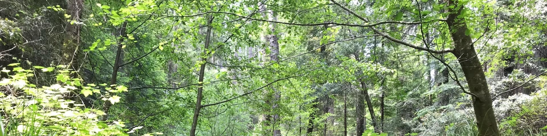 The Fern Canyon Trail in Van Damme State Park did not disappoint. It winds through a dense fern-filled forest along “Little River”. If you’re looking for a secluded trail to enjoy the fresh air and nature sounds, this is the place to be.