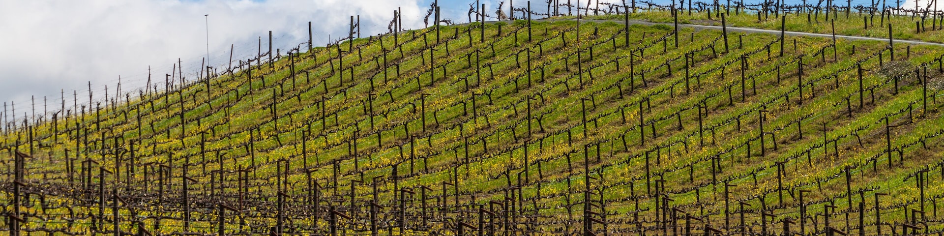 Sonoma Valley Vineyard, Glen Ellen,California, USA