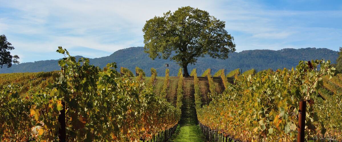 The Cohn winery is one of the most spectacular and accessible in Sonoma County. It's particularly grand in Fall.