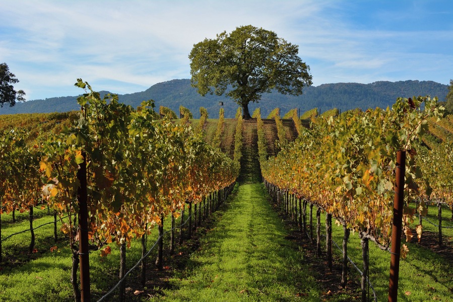 The Cohn winery is one of the most spectacular and accessible in Sonoma County. It's particularly grand in Fall.