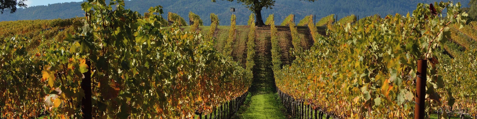 The Cohn winery is one of the most spectacular and accessible in Sonoma County. It's particularly grand in Fall.