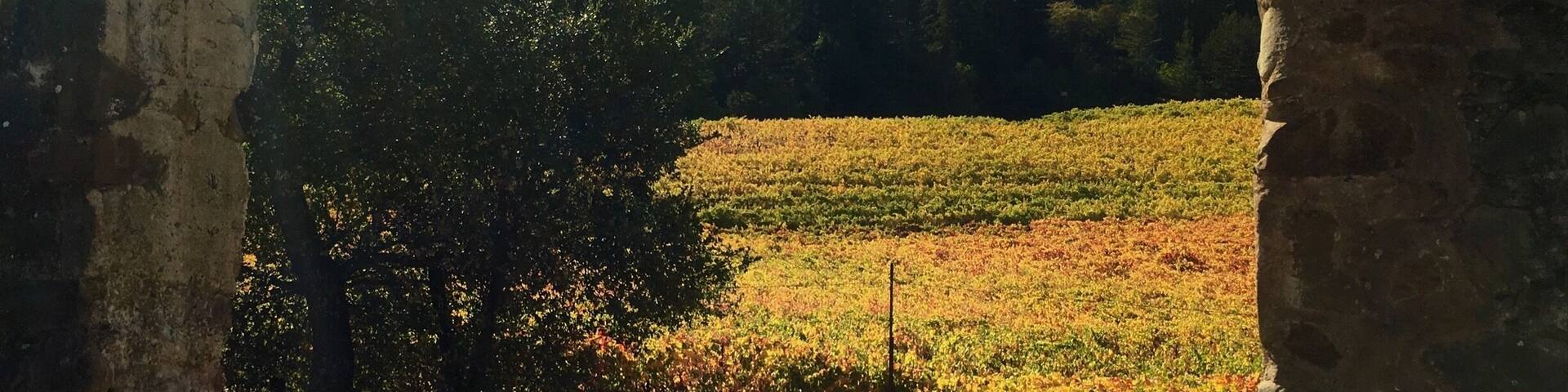 A view of wine grape fall colors through the House Of Happy Walls at Jack London State Historic Park in Glen Ellen, California. The grounds of this park are the permanent home of the US author Jack London (White Fang, Call of the Wild, and others). In addition to writing books, Jack London and his wife Charmain operated this ranch and orchard. It was important to them to hire local people and use biodynamic and sustainable farming practices. There’s a lot to see and learn about here as well as lots of hiking trails. In addition, it’s located in Sonoma wine country.
#InStone #Hiking #OptOutside #GreatOutdoors #California #SonomaWine
