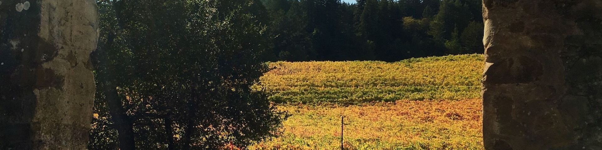 A view of wine grape fall colors through the House Of Happy Walls at Jack London State Historic Park in Glen Ellen, California. The grounds of this park are the permanent home of the US author Jack London (White Fang, Call of the Wild, and others). In addition to writing books, Jack London and his wife Charmain operated this ranch and orchard. It was important to them to hire local people and use biodynamic and sustainable farming practices. There’s a lot to see and learn about here as well as lots of hiking trails. In addition, it’s located in Sonoma wine country.
#InStone #Hiking #OptOutside #GreatOutdoors #California #SonomaWine