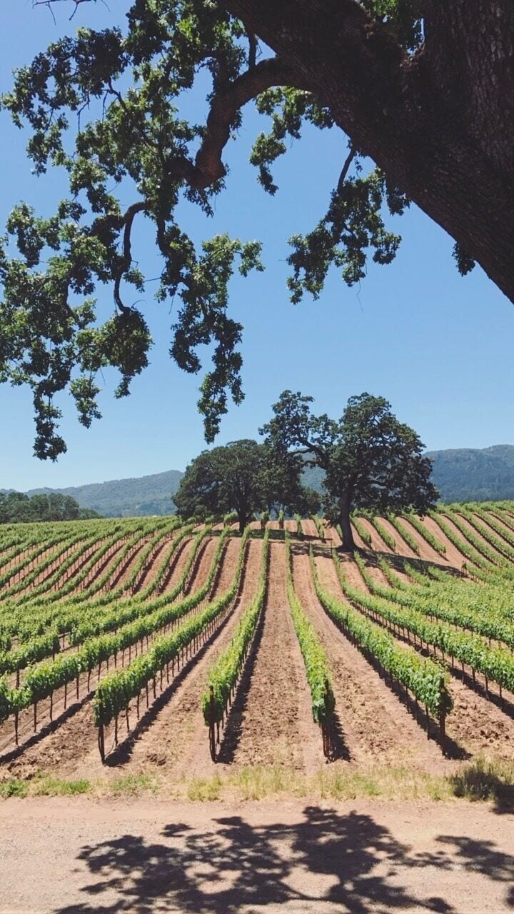 Viñedo con hileras de vides bajo un gran árbol.