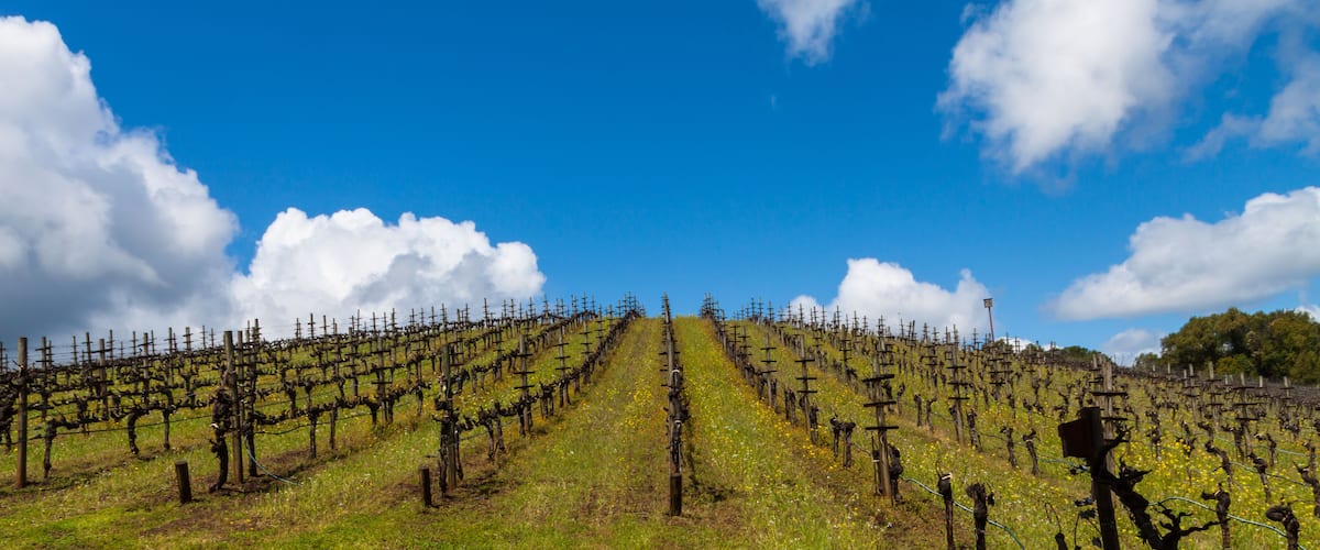A vineyard with rows of grapevines under a clear blue sky.