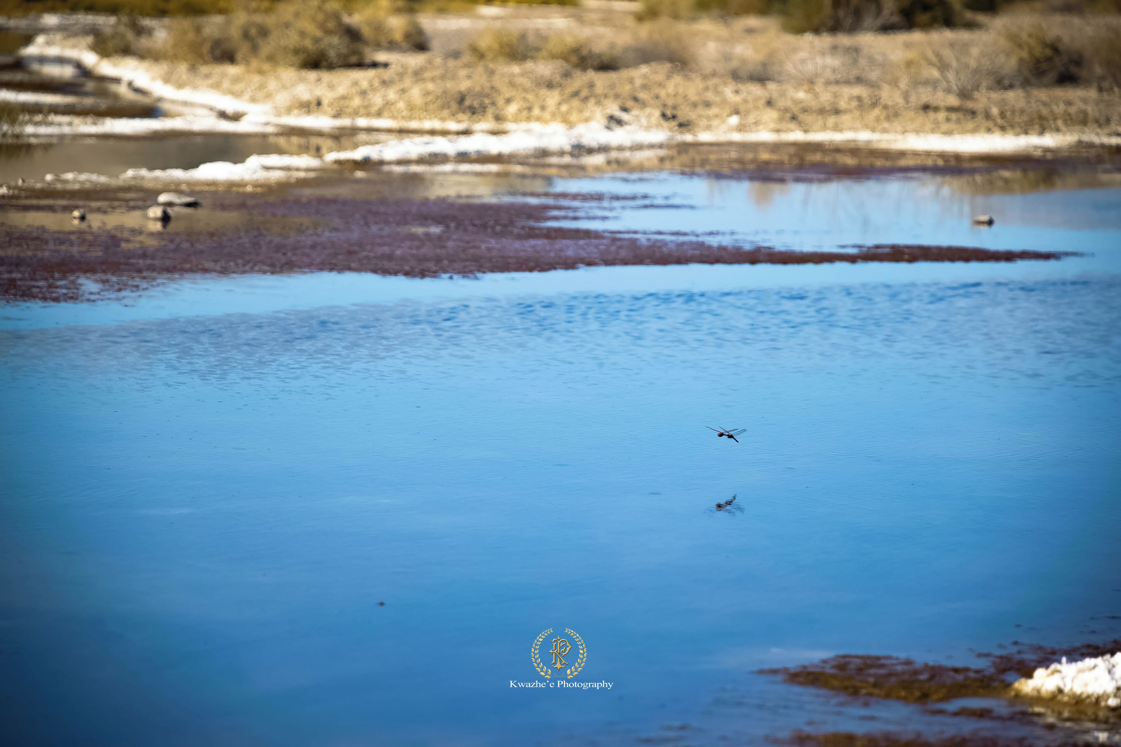 #DeathValleyRd #dragonfly #nature #road #tripping #hiking #airfresh #photography