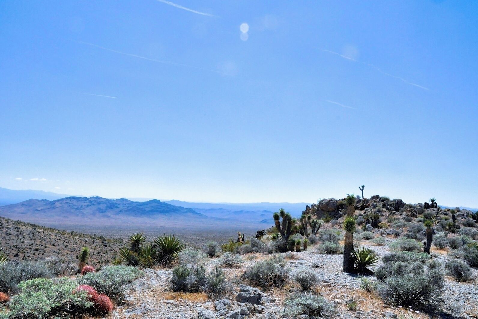 Lost in the untouched desert, admiring cacti in bloom and gazing off into the endless #blue horizon of the Mojave Desert at the Kingston Range Wilderness Reserve. #BestOf5