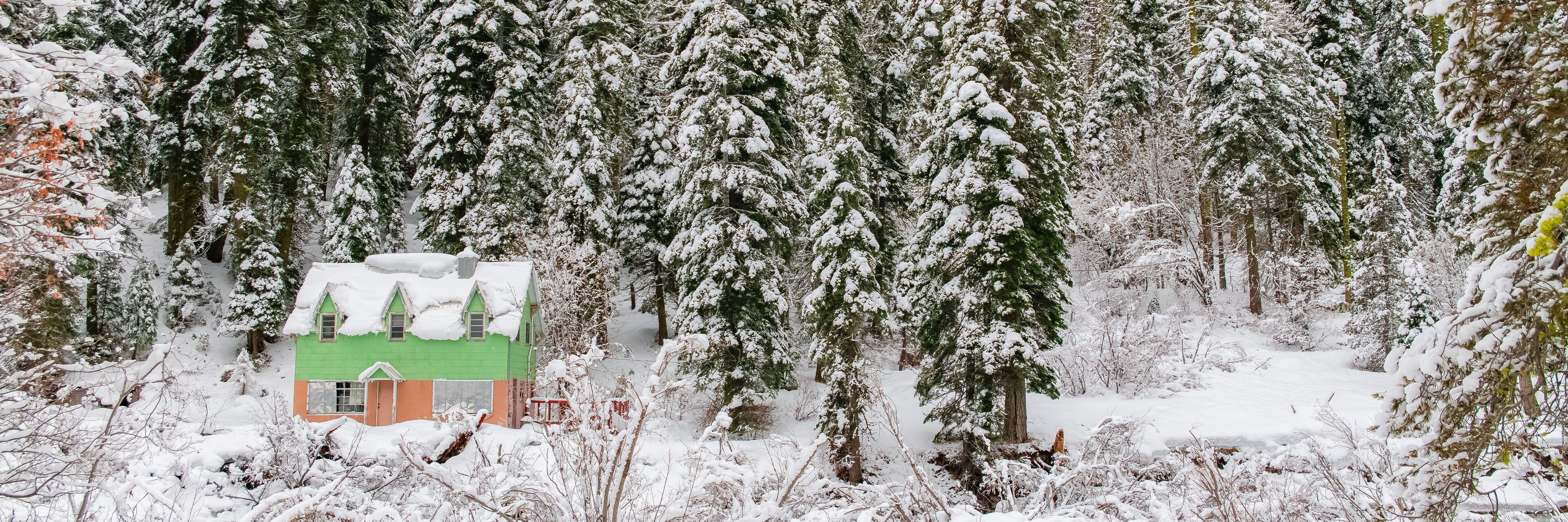 A green house in the forest