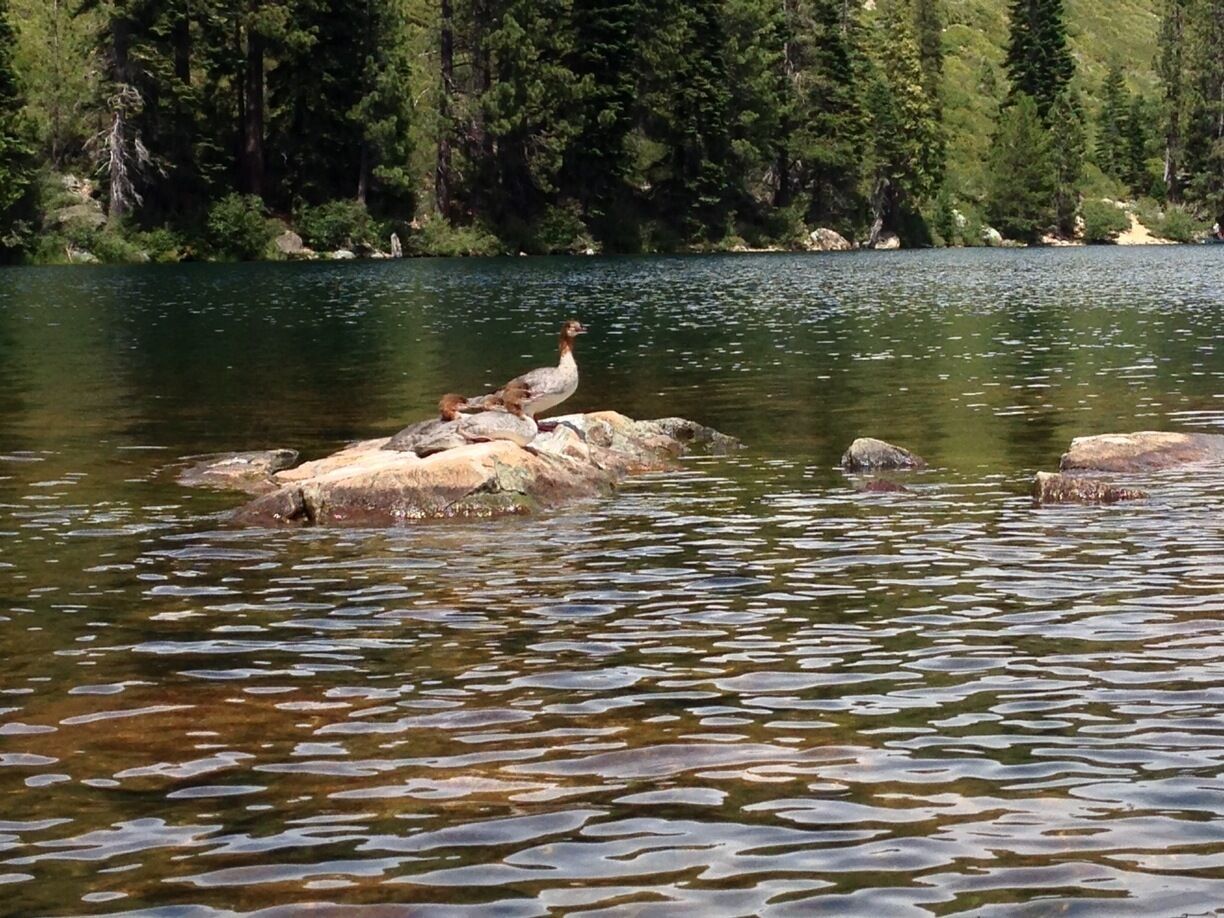 Some ducks sunning themselves on the rocks. Kayaking on Sardine Lake in the Lakes Basin near the Sierra Buttes. 