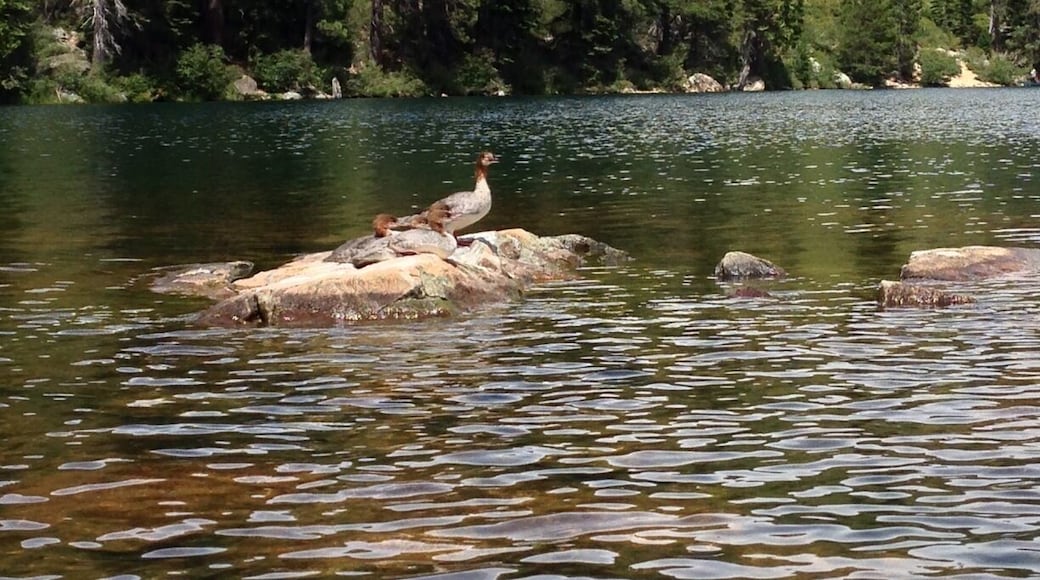 Some ducks sunning themselves on the rocks. Kayaking on Sardine Lake in the Lakes Basin near the Sierra Buttes.