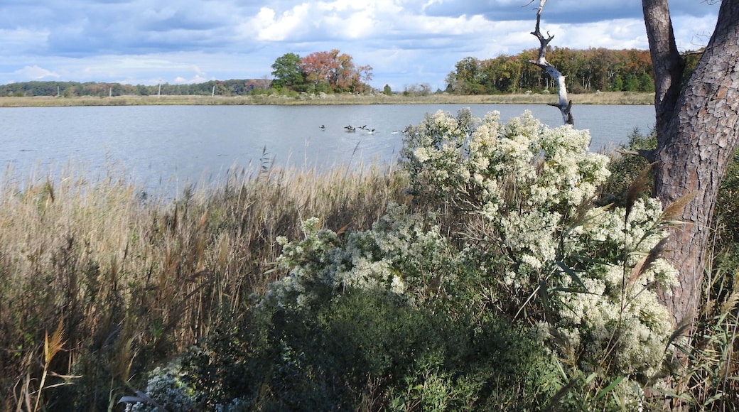 The scenic beauty of the Eastern Neck National Wildlife REfuge, during the autumn season, Kent County, Rock Hall, Maryland.