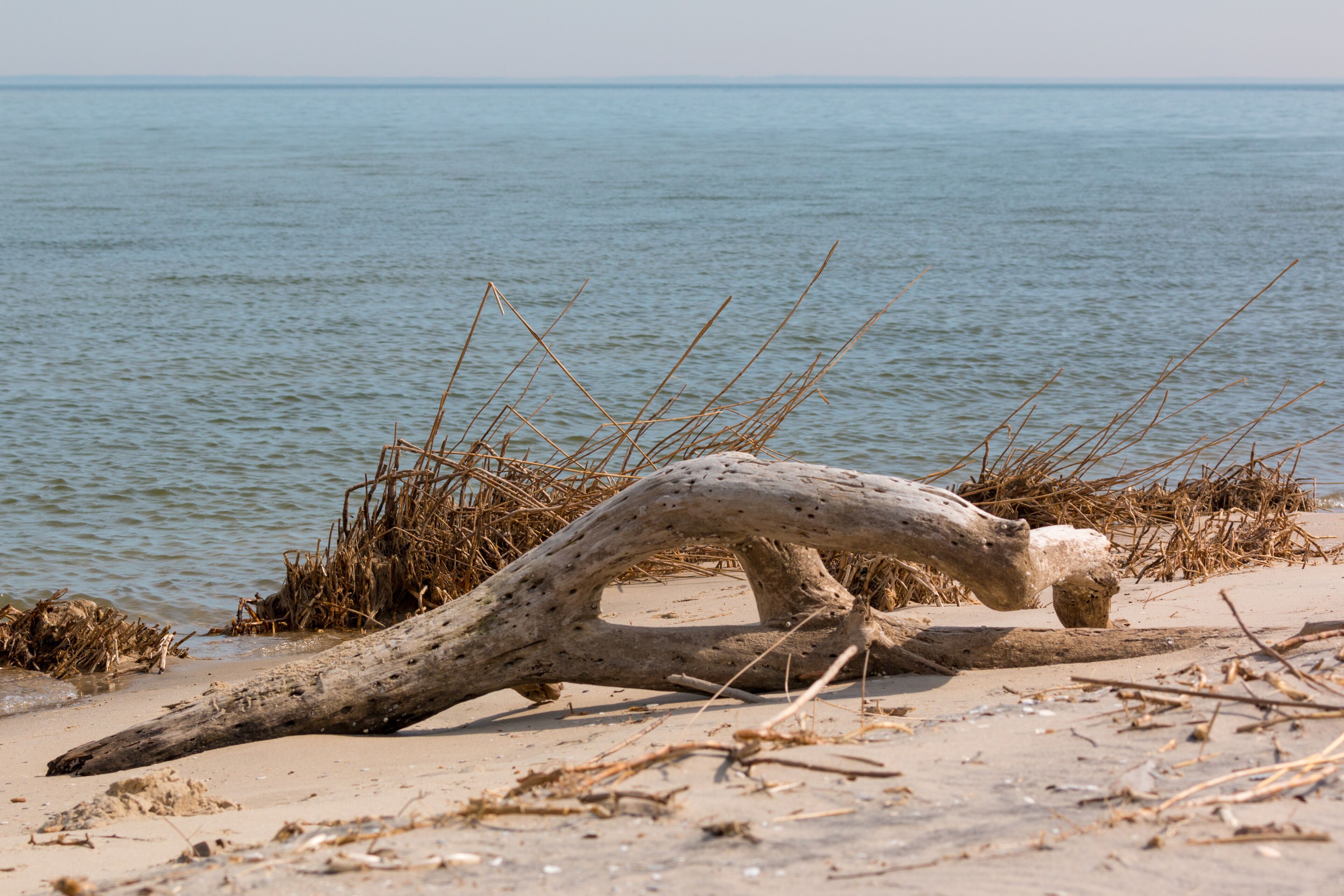 driftwood washed up on a chesapeake bay beach in calvert county southern maryland usa